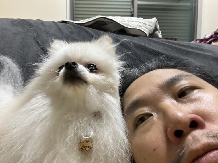 ポメとアラカン