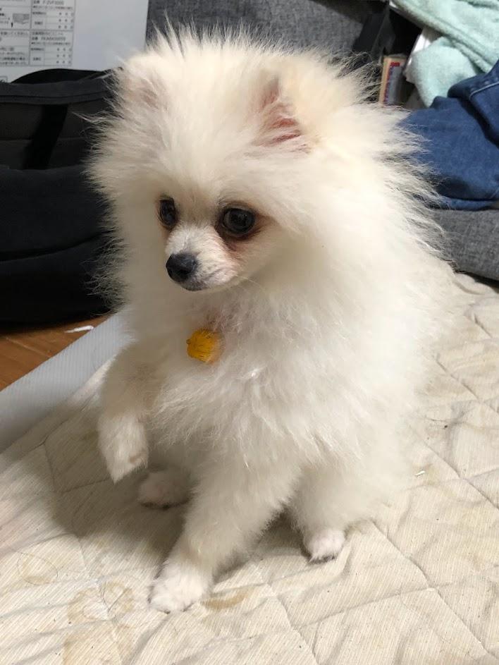 愛犬