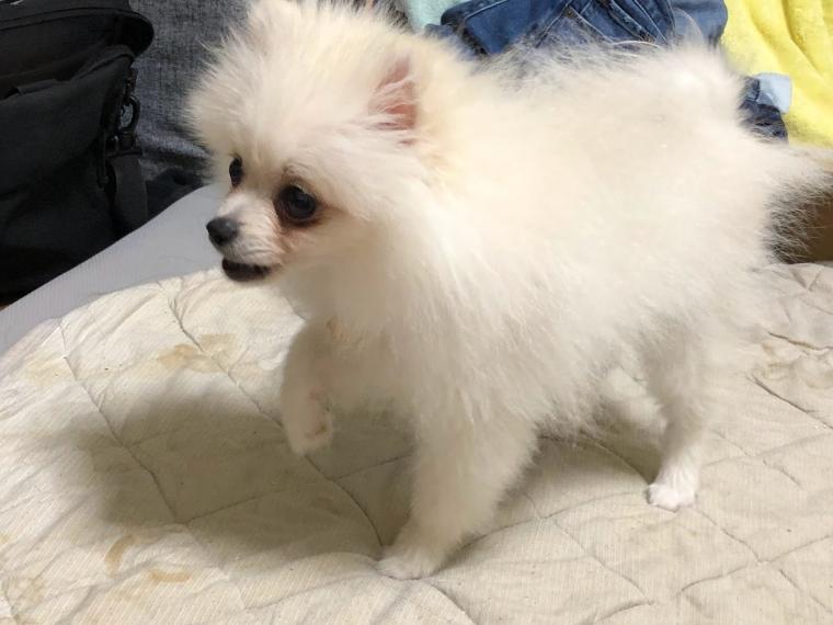 愛犬