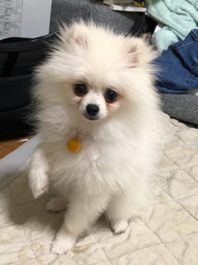 愛犬