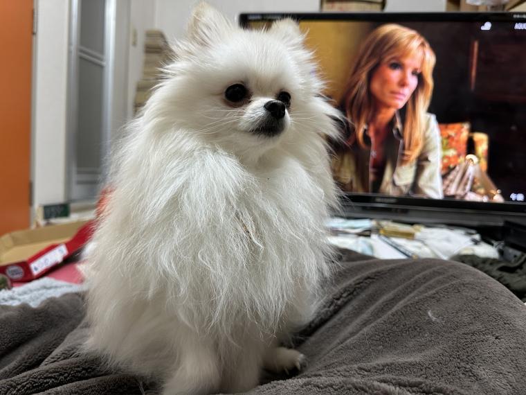愛犬