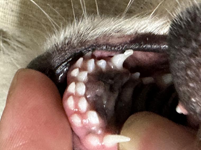 歯の悩み（犬）